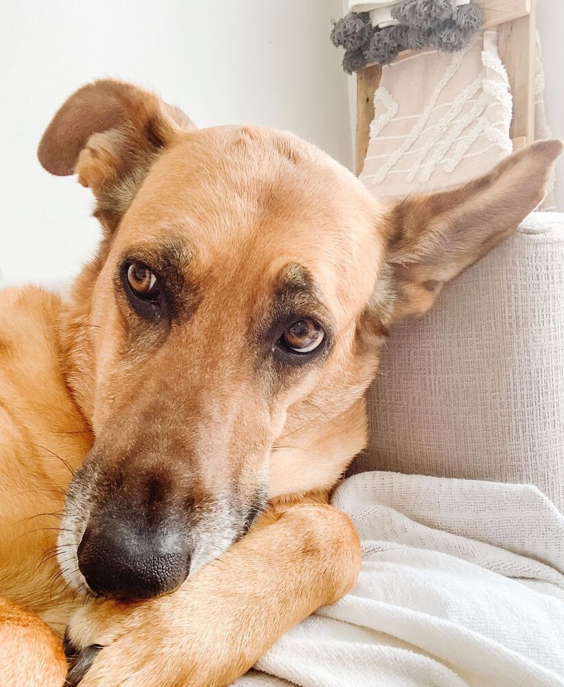 Faith (Daisy Roo), an adoptable German Shepherd Dog in Aulac, NB, E4L 2X2 | Photo Image 1