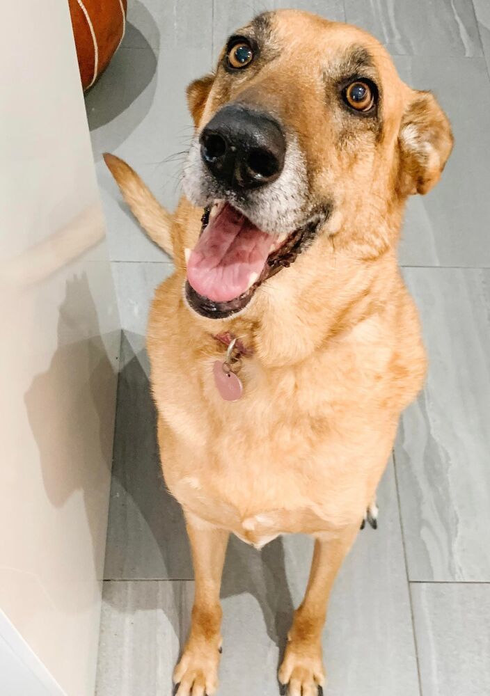 Faith (Daisy Roo), an adoptable German Shepherd Dog in Aulac, NB, E4L 2X2 | Photo Image 5