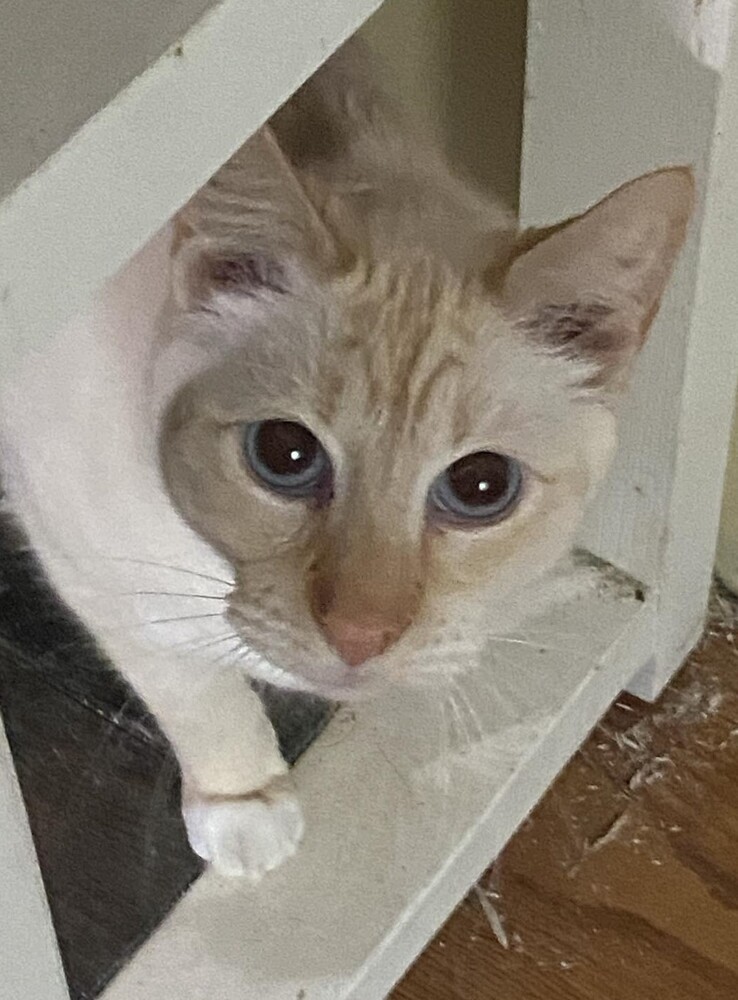 Casper, an adoptable Domestic Short Hair in Statesboro, GA, 30459 | Photo Image 1