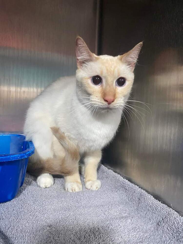 Casper, an adoptable Domestic Short Hair in Statesboro, GA, 30459 | Photo Image 2