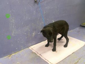 VINCE Labrador Retriever Dog