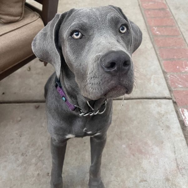 Bonnie
