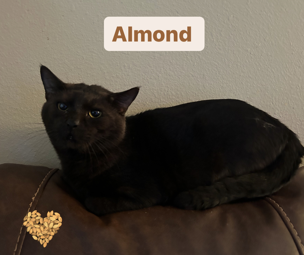 Almond, an adoptable Havana, Domestic Short Hair in Deltona, FL, 32725 | Photo Image 1