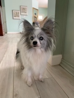 CiCi, an adoptable Papillon in College Station, TX, 77845 | Photo Image 1