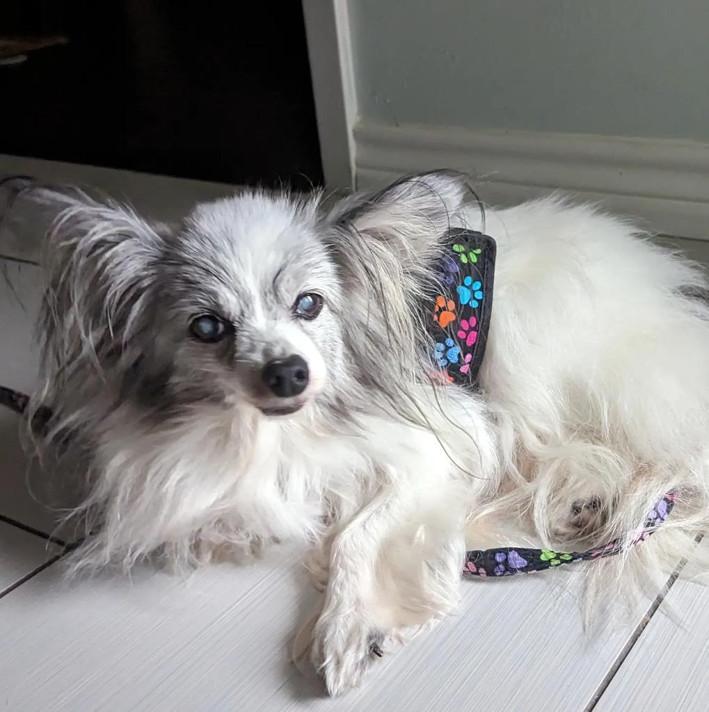 CiCi, an adoptable Papillon in College Station, TX, 77845 | Photo Image 5