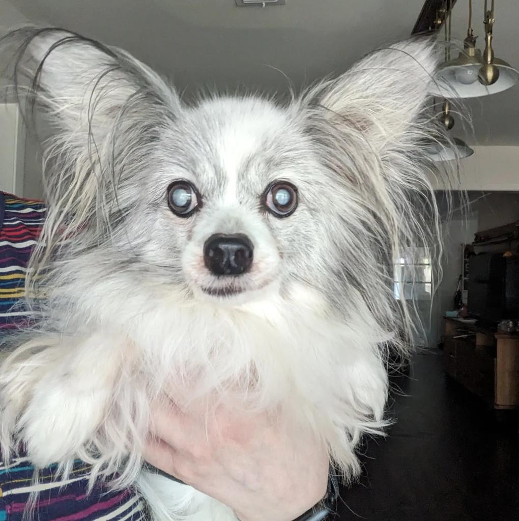 CiCi, an adoptable Papillon in College Station, TX, 77845 | Photo Image 6