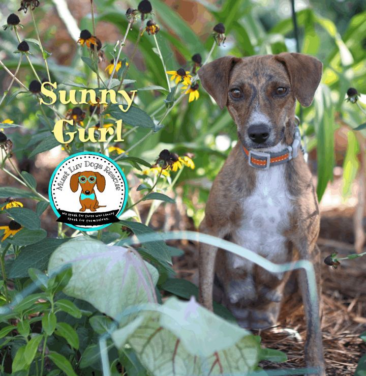 Sunny Gurl 1