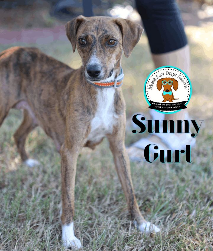 Sunny Gurl, an adoptable Feist in Zachary, LA_image-6