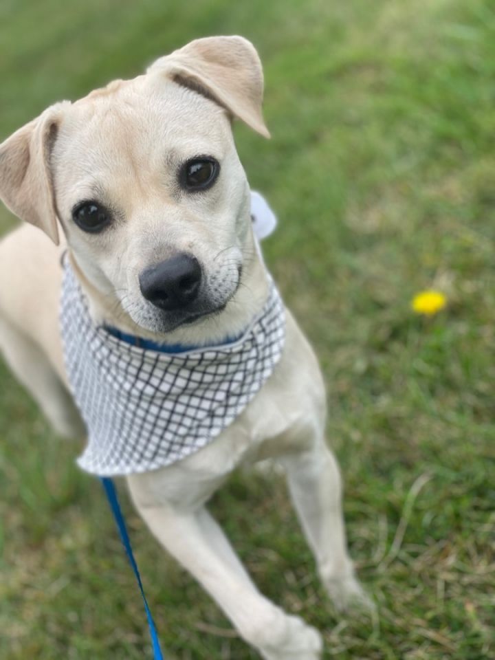 Harley, an adoptable Feist Mix in Lacon, IL_image-1
