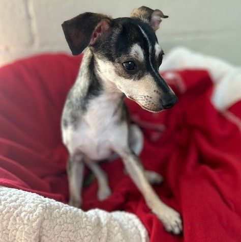 Ned, an adoptable Chihuahua & Italian Greyhound Mix in Laguna Beach, CA_image-1