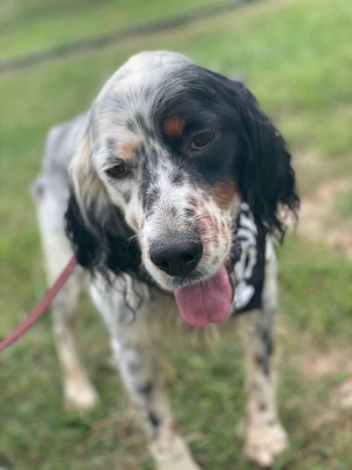 Mac, an adoptable English Setter Mix in Lacon, IL_image-5