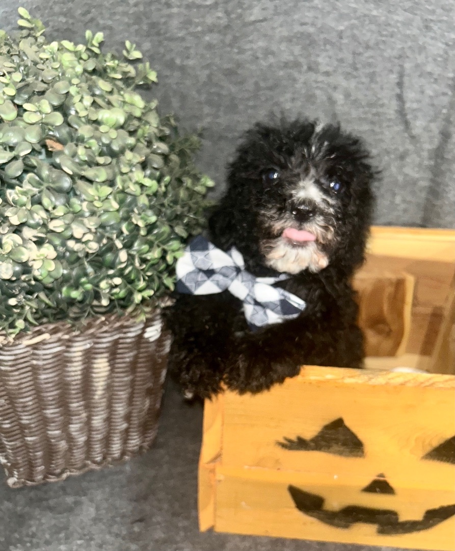 Goose, an adoptable Bernedoodle in Peebles, OH, 45660 | Photo Image 3