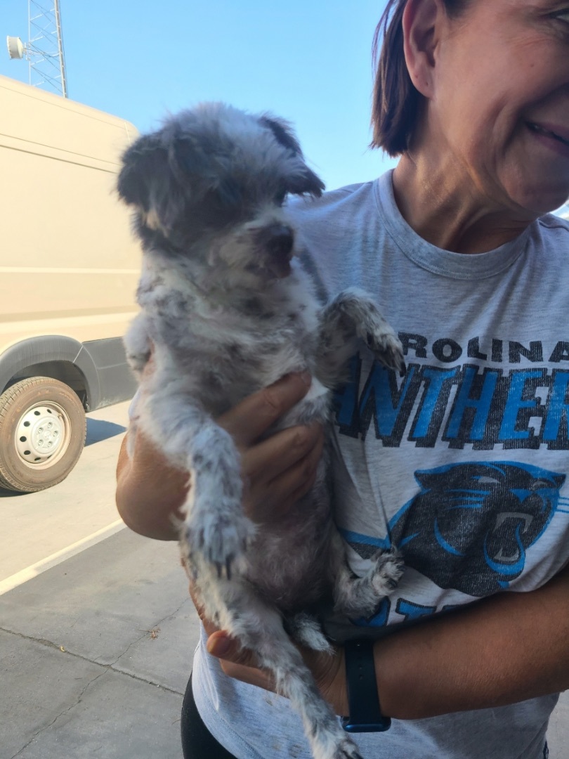 Molly, an adoptable Cockapoo, Shih poo in Beaverton, OR, 97078 | Photo Image 3