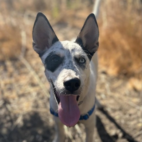 COSMO
