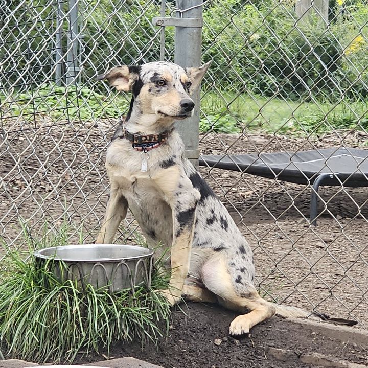 Spot, an adoptable Catahoula Leopard Dog & Labrador Retriever Mix in Bloomingdale, NJ_image-1