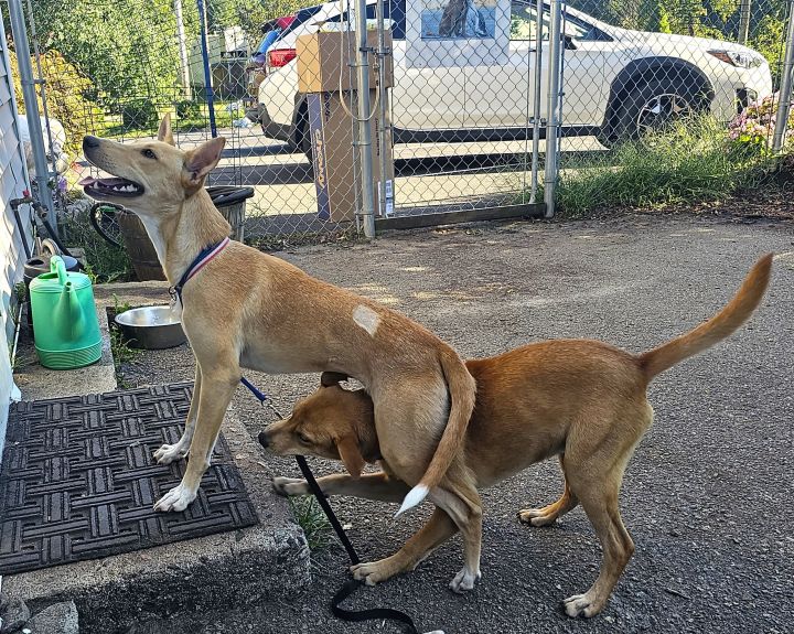 Lovie, an adoptable Catahoula Leopard Dog & Labrador Retriever Mix in Bloomingdale, NJ_image-6