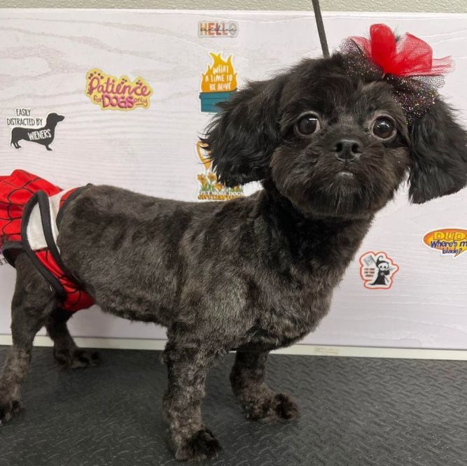 Palusa, the Bilingual Pup: A Shih Tzu-Poodle Dogumentary