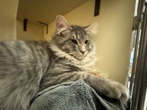 Cats for Adoption Near Washington, WA