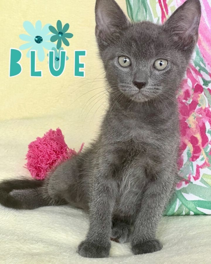 Blue, an adoptable Russian Blue & Domestic Short Hair Mix in Fort Lauderdale, FL_image-1
