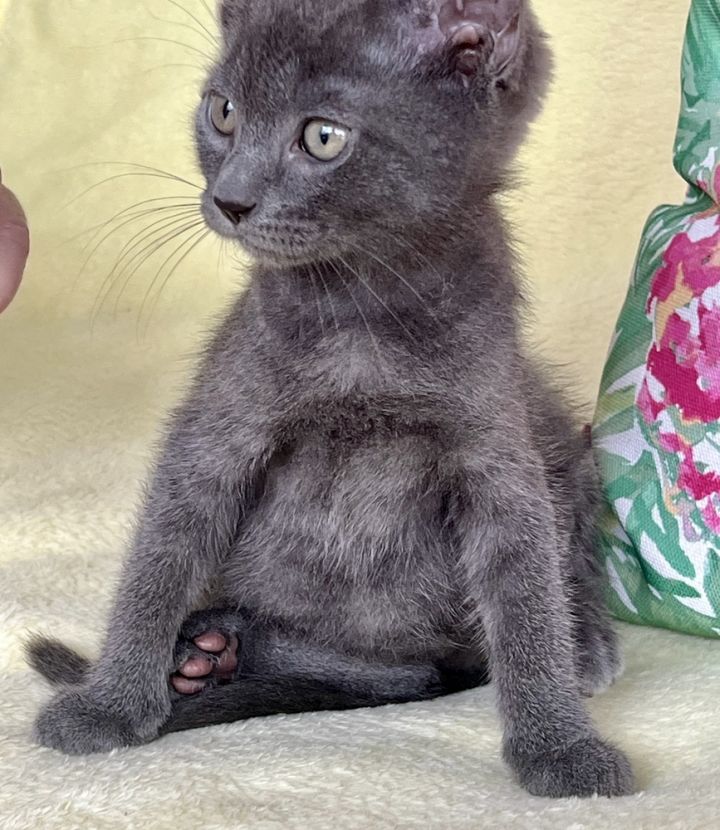 Blue, an adoptable Russian Blue & Domestic Short Hair Mix in Fort Lauderdale, FL_image-2