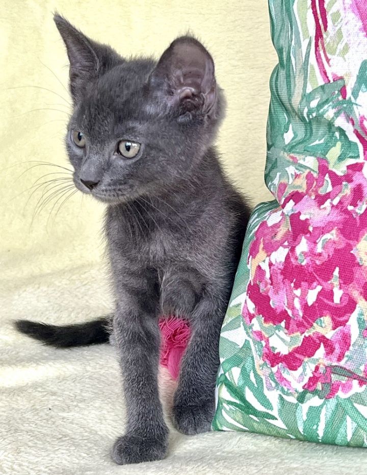 Blue, an adoptable Russian Blue & Domestic Short Hair Mix in Fort Lauderdale, FL_image-3