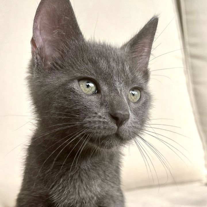 Clover, an adoptable Russian Blue & Domestic Short Hair Mix in Fort Lauderdale, FL_image-2