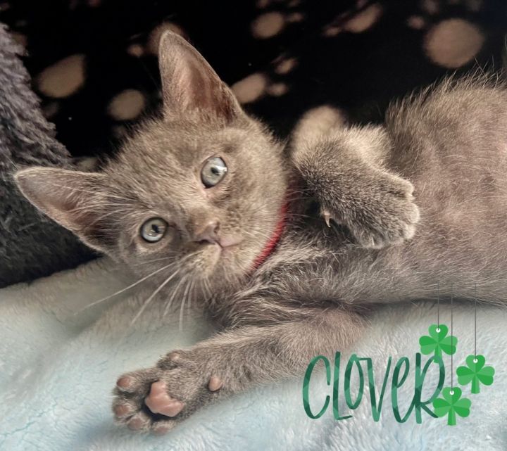 Clover, an adoptable Russian Blue & Domestic Short Hair Mix in Fort Lauderdale, FL_image-3