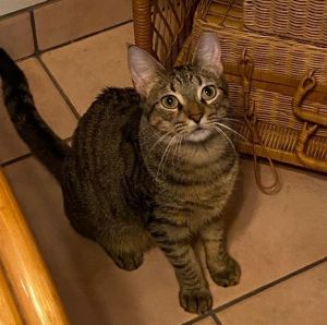 Young Brown Tabby GirlLucy is approx 8 mos and a pretty brown tabby girl with creme colored outlin