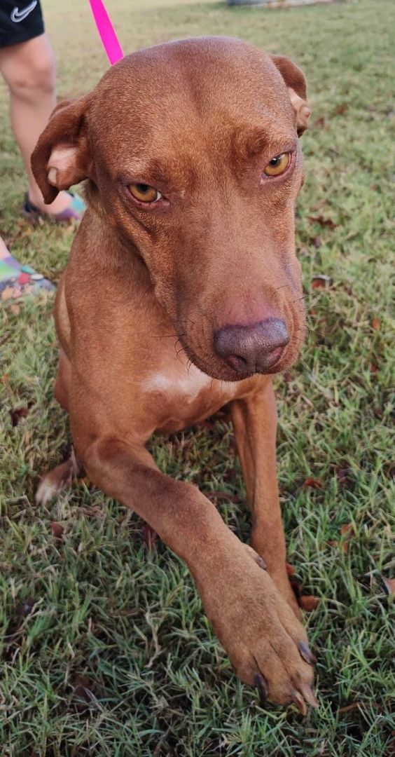 Red, an adoptable Labrador Retriever Mix in Brenham, TX_image-2