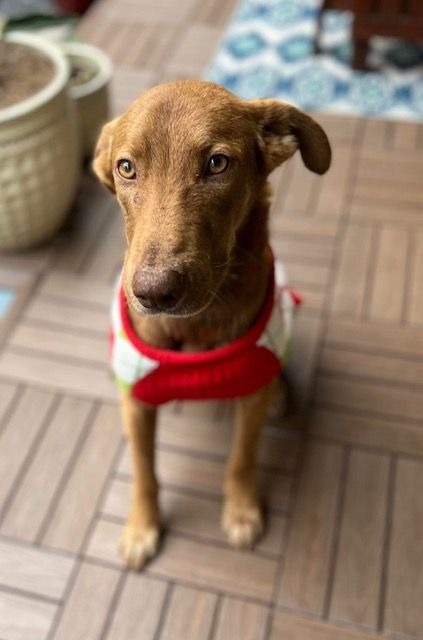Red, an adoptable Labrador Retriever Mix in Brenham, TX_image-3