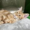 ARTEMIS bonded to EROS