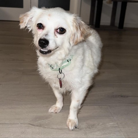 REBECCA, an adoptable Papillon in Point Richmond, CA, 94801 | Photo Image 1