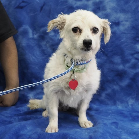 REBECCA, an adoptable Papillon in Point Richmond, CA, 94801 | Photo Image 2
