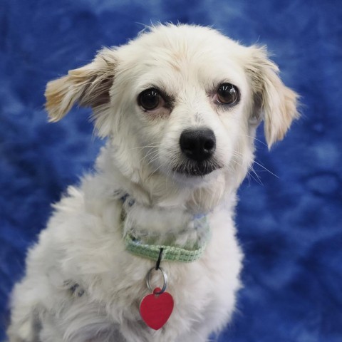 REBECCA, an adoptable Papillon in Point Richmond, CA, 94801 | Photo Image 3
