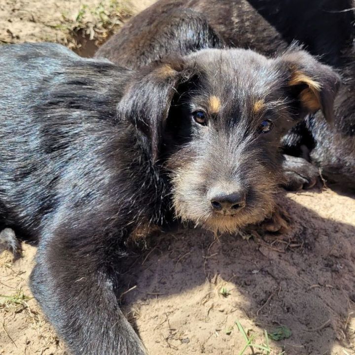 Rolly, an adoptable Terrier & Shepherd Mix in Brenham, TX_image-1