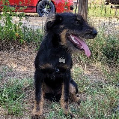 Rolly, an adoptable Terrier & Shepherd Mix in Brenham, TX_image-4