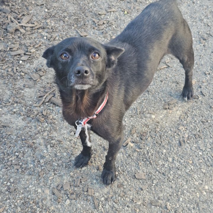 Blackie 3