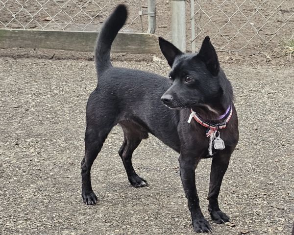 Blackie