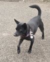 Blackie