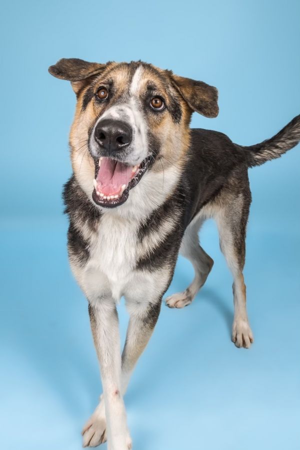 Dog for adoption - Dottie, a Siberian Husky & German Shepherd Dog