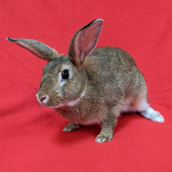 Rabbit for adoption - Laura, an American Mix in Antioch, CA | Petfinder