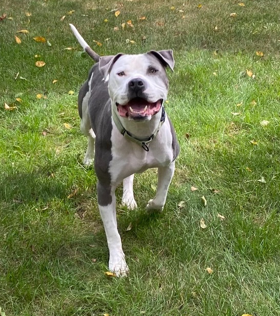 Bear (23-143 D), an adoptable Mixed Breed in Lansing, MI, 48910 | Photo Image 1