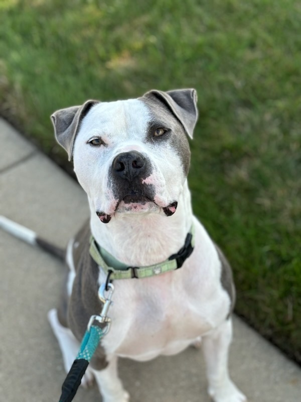 Bear (23-143 D), an adoptable Mixed Breed in Lansing, MI, 48910 | Photo Image 2