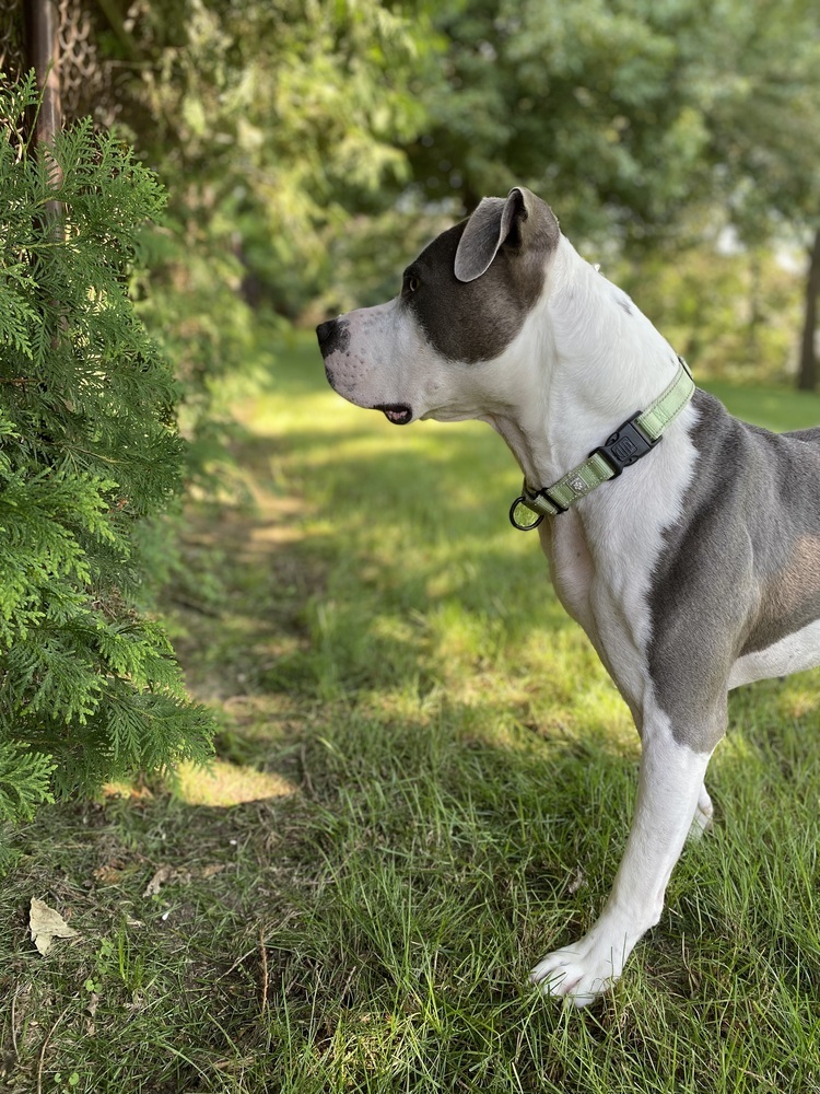 Bear (23-143 D), an adoptable Mixed Breed in Lansing, MI, 48910 | Photo Image 5