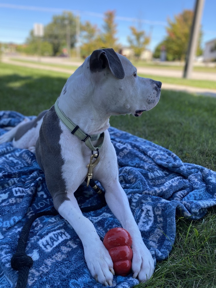 Bear (23-143 D), an adoptable Mixed Breed in Lansing, MI, 48910 | Photo Image 6