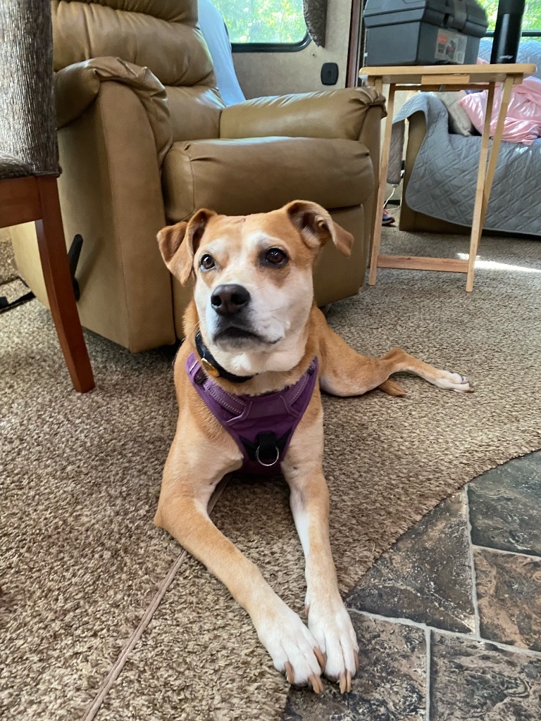 Nala (fka Ms.Tanner), an adoptable Carolina Dog, Mixed Breed in St. Augustine, FL, 32084 | Photo Image 3