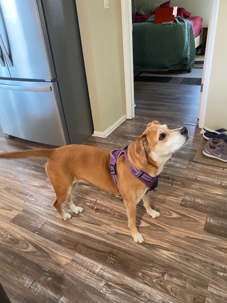 Nala (fka Ms.Tanner), an adoptable Carolina Dog, Mixed Breed in St. Augustine, FL, 32084 | Photo Image 4
