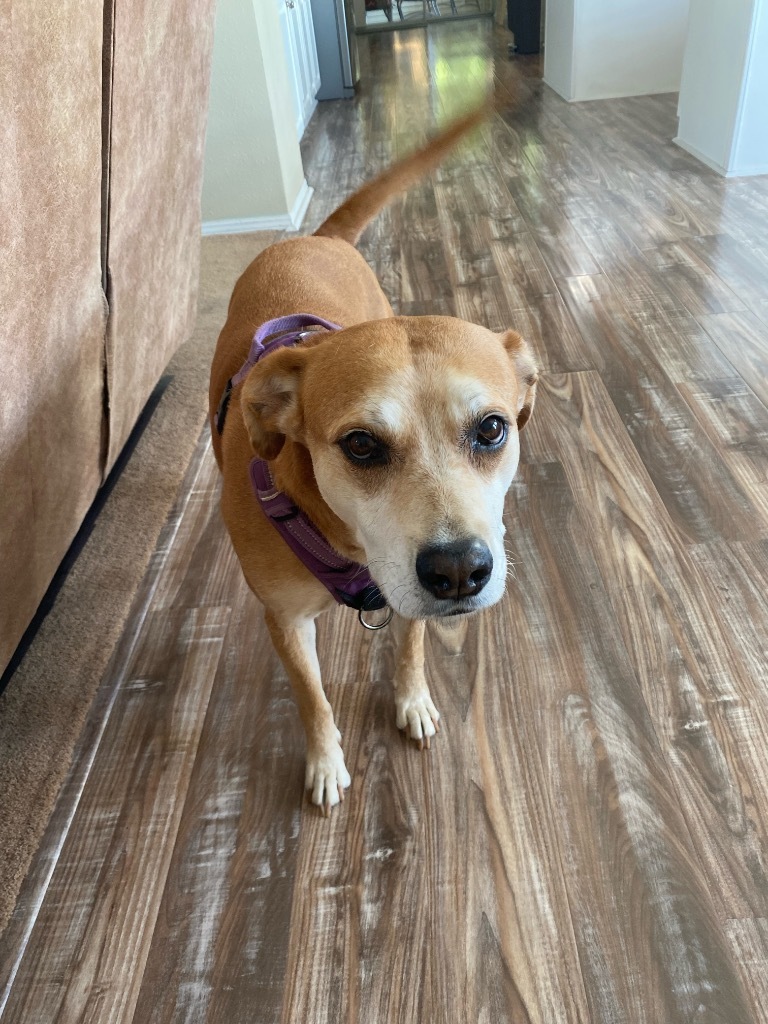 Nala (fka Ms.Tanner), an adoptable Carolina Dog, Mixed Breed in St. Augustine, FL, 32084 | Photo Image 5