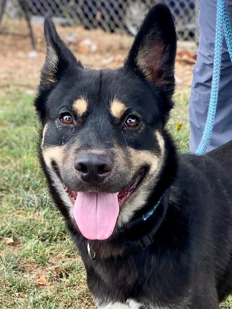 Radish, an adoptable Akita, Cattle Dog in Chico, CA, 95928 | Photo Image 1