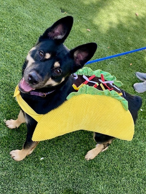 Radish, an adoptable Akita, Cattle Dog in Chico, CA, 95928 | Photo Image 1